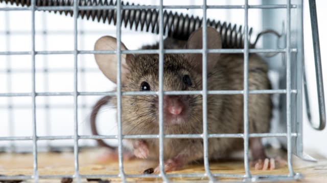 Najlepsza przynęta na myszy – skuteczne metody na pozbycie się gryzoni Najlepsza przynęta na myszy – skuteczne metody na pozbycie się gryzoni